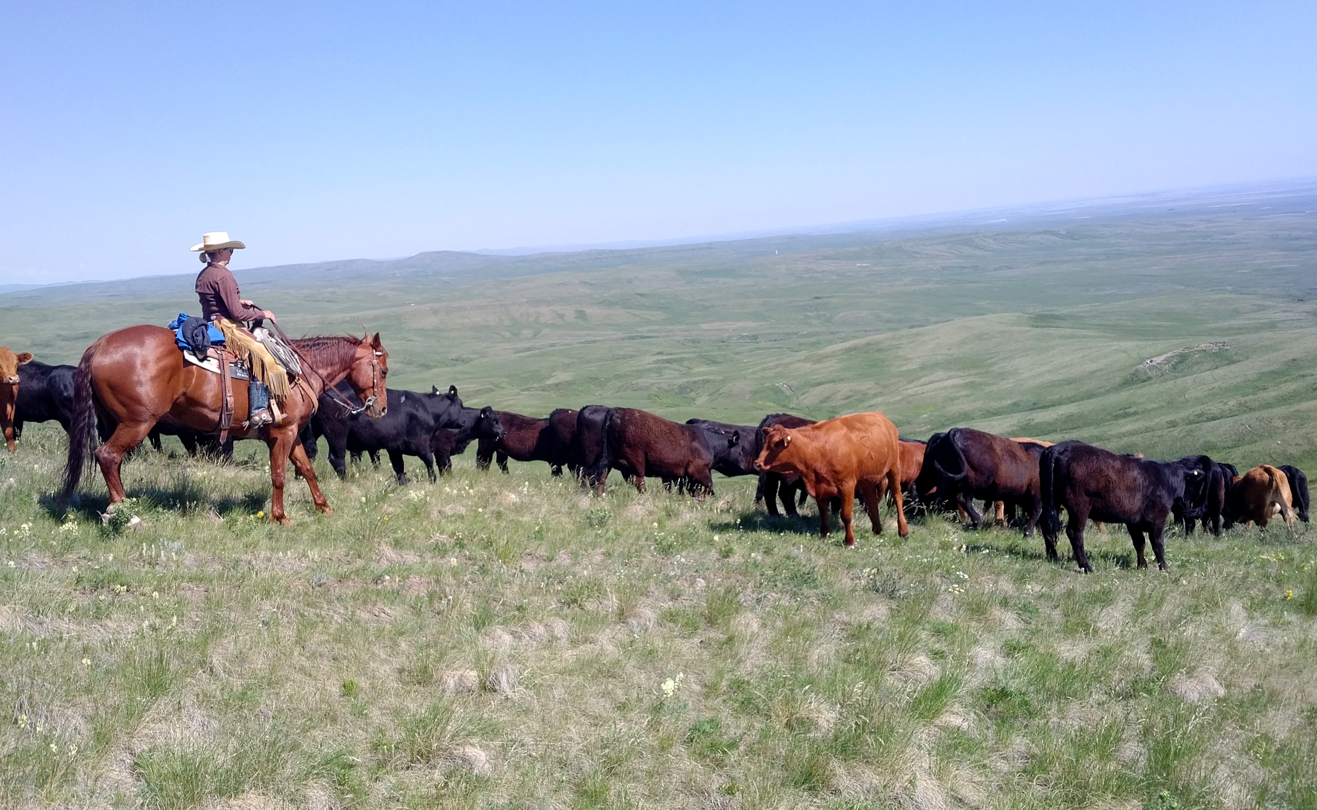 Polled Herefords